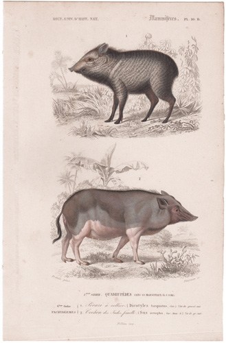 Peccary, Indian Pig